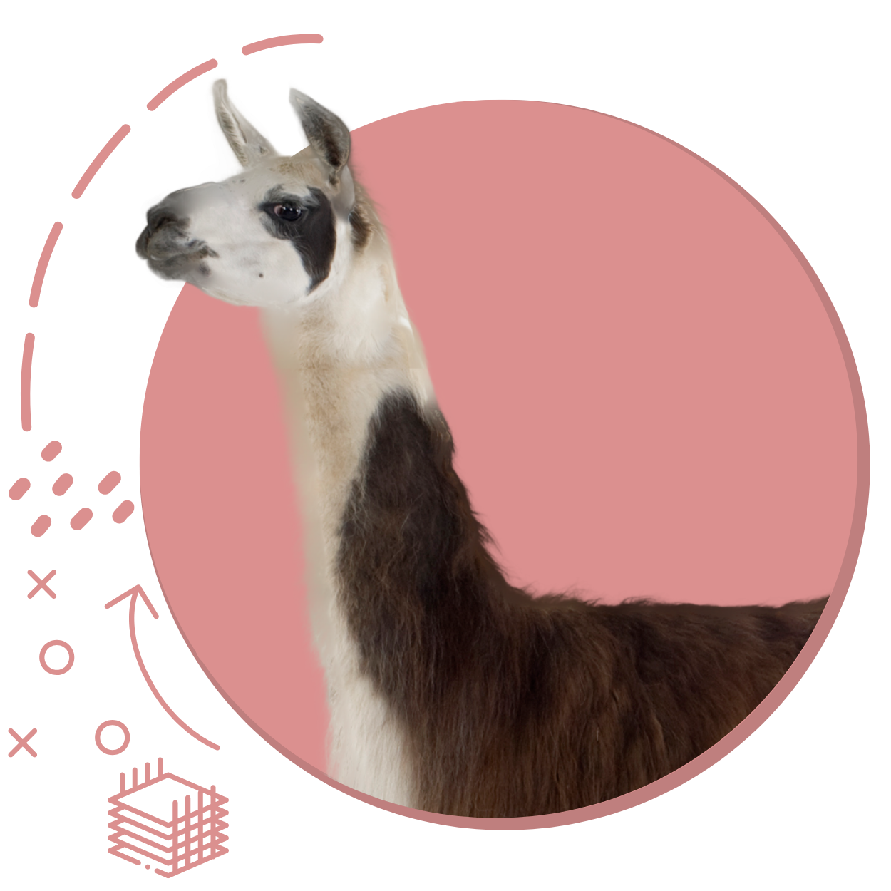 ask-the-llama